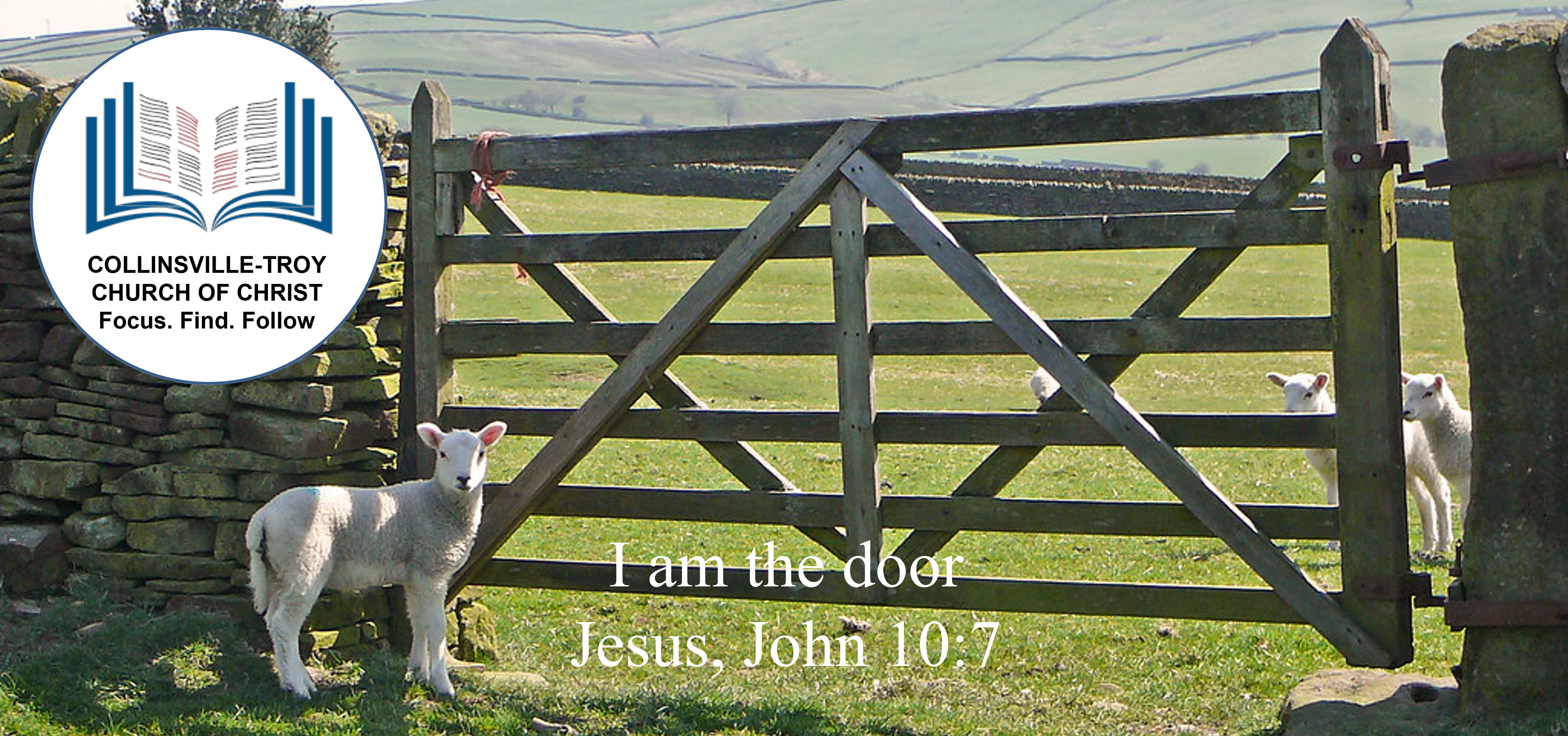 Sheep looking through a pasture gate